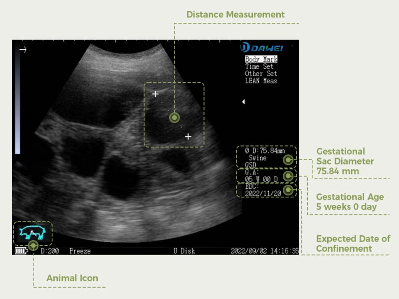 Ultrasound of pig pregnancy test