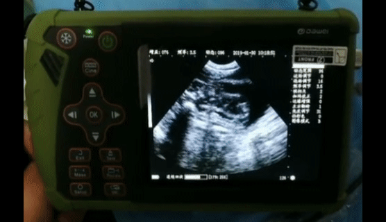 Portable dog ultrasound machine