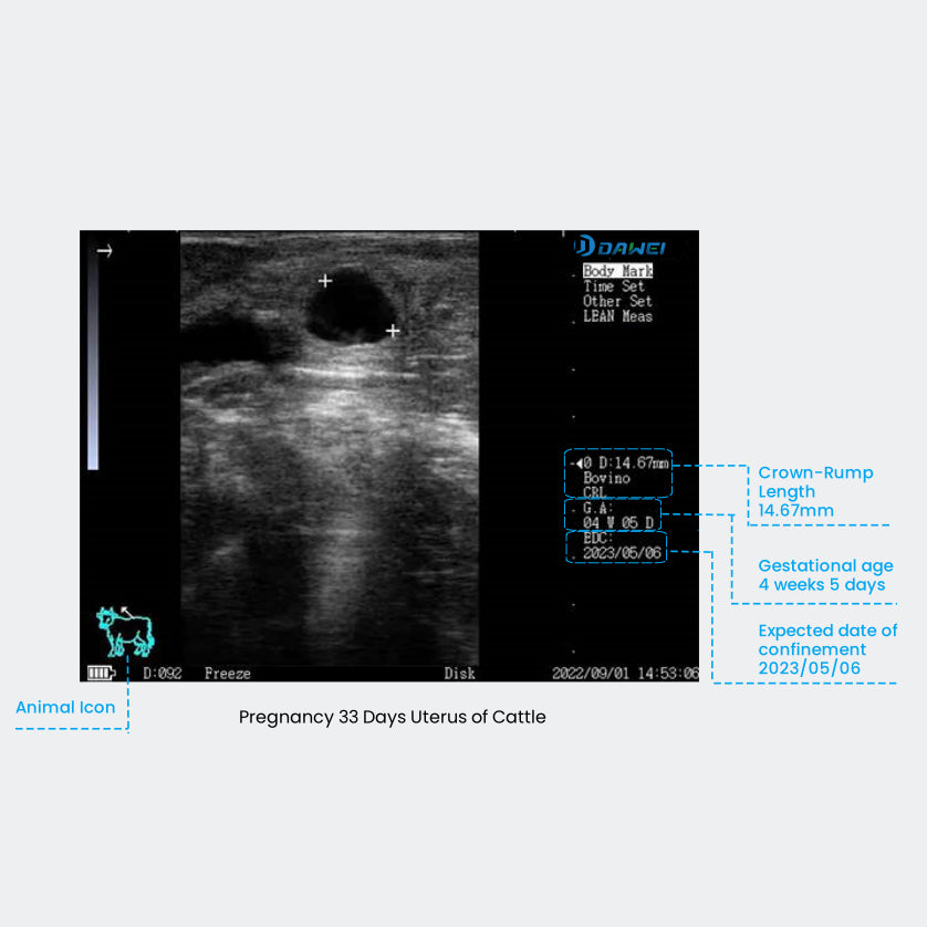 cow pregnant ultrasound
