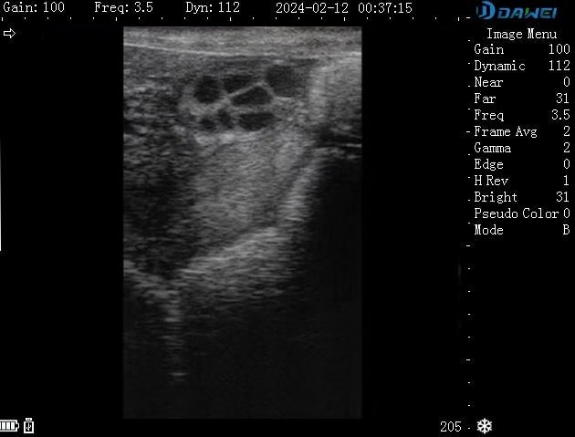 Cow Ovary