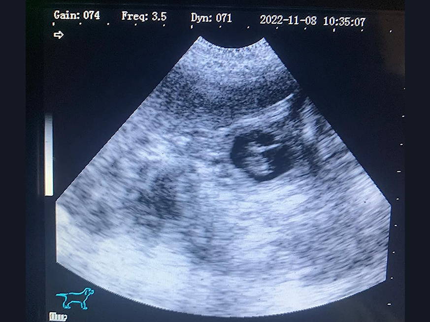 Dog pregnancy ultrasound