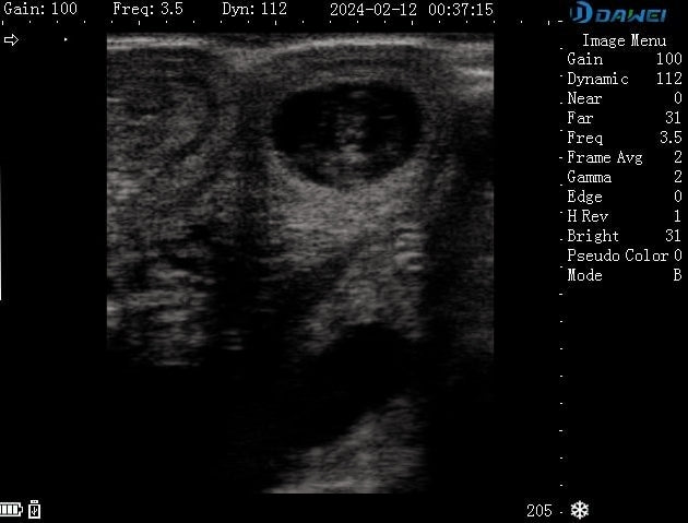 38-day pregnant cow ultrasound