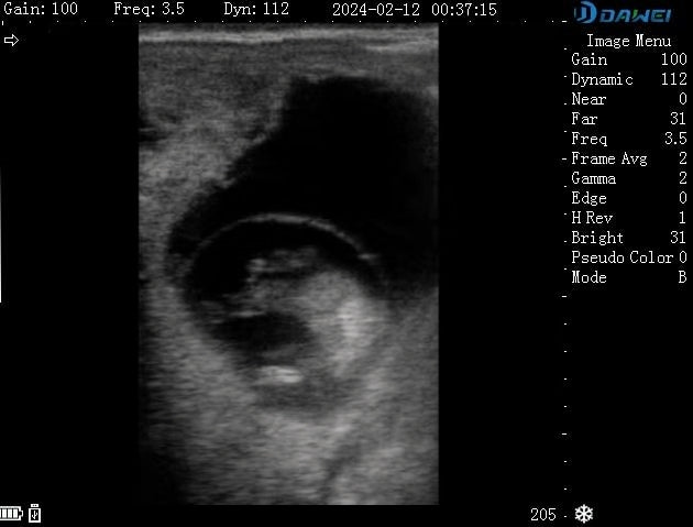 50-day pregnant cow ultrasound