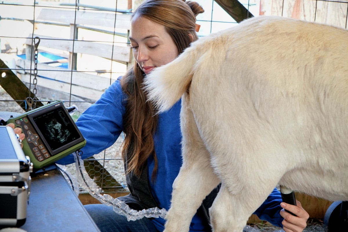 Farmer scanning pregnant goat in barn