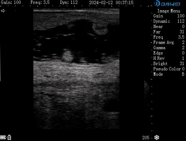 cow placenta