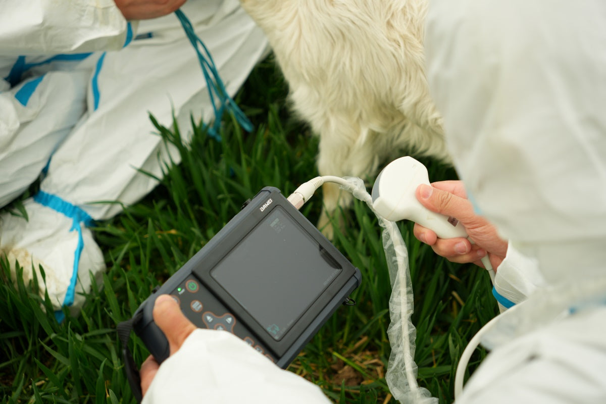 ProVetScan Ultrasound in use
