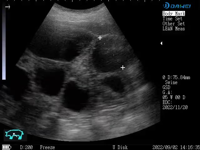 Pig ultrasound