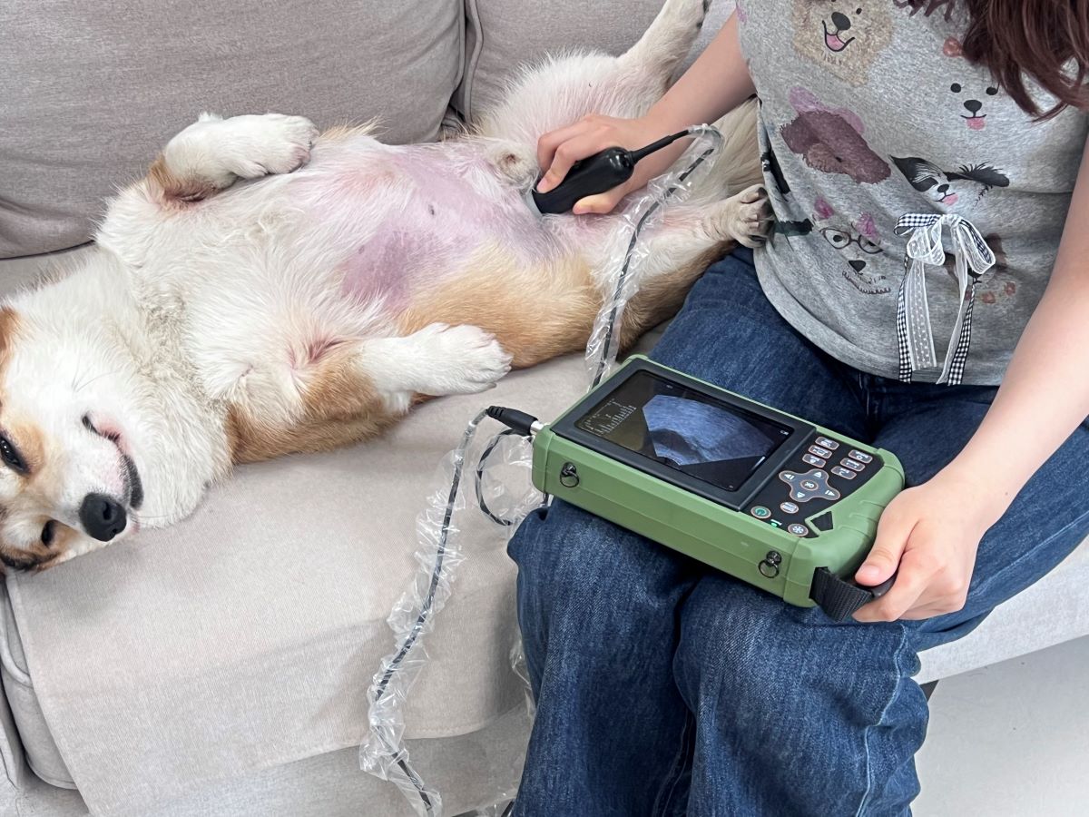 Woman scanning Golden Retriever at home