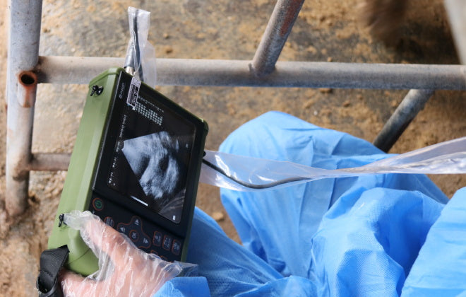 Steps for ultrasound examination of sheep