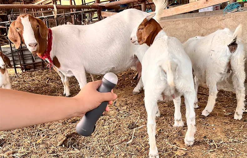 How to determine whether a ewe is pregnant and how to manage it during pregnancy