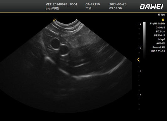 DWanimal Color Doppler Ultrasound Image of the Gallbladder of a Cat through the Intercostal Space - DWanimal