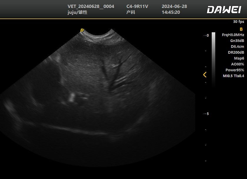 DWanimal Ultrasound Examination of the Liver and Gallbladder in Cat - DWanimal