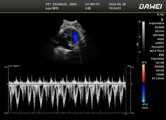 DWanimal Ultrasound Image of Blood Flow in the Aorta of a Cat - DWanimal