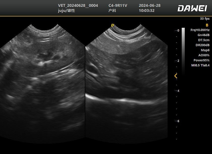 DWanimal Ultrasound Image of the Left kidney of  a Cat - DWanimal