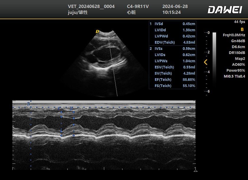 DWanimal Ultrasound Image of the Left Ventricle in a Cat - DWanimal