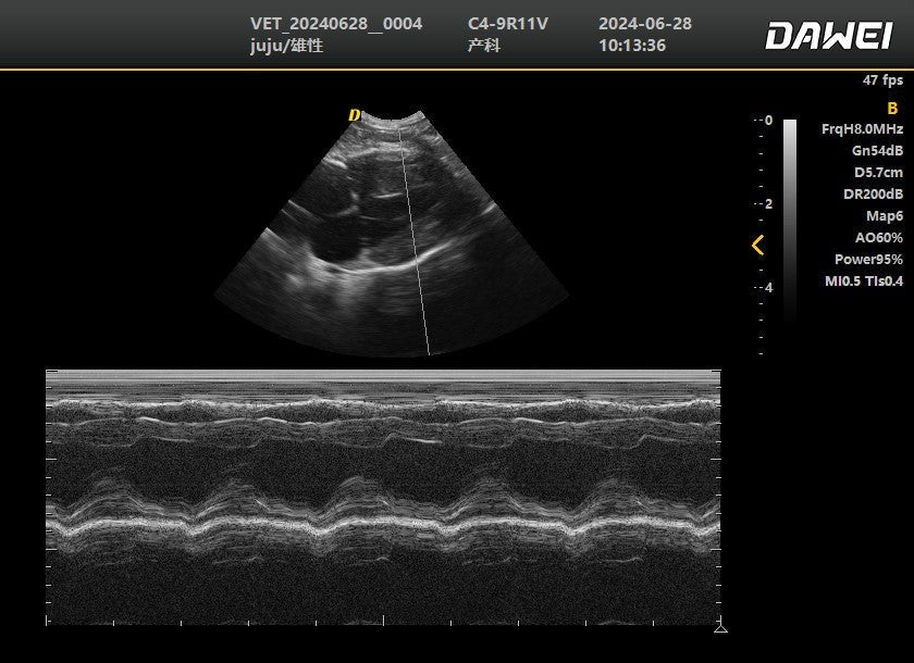 DWanimal Ultrasound Image of the Left Ventricle in a Cat in M Mode - DWanimal