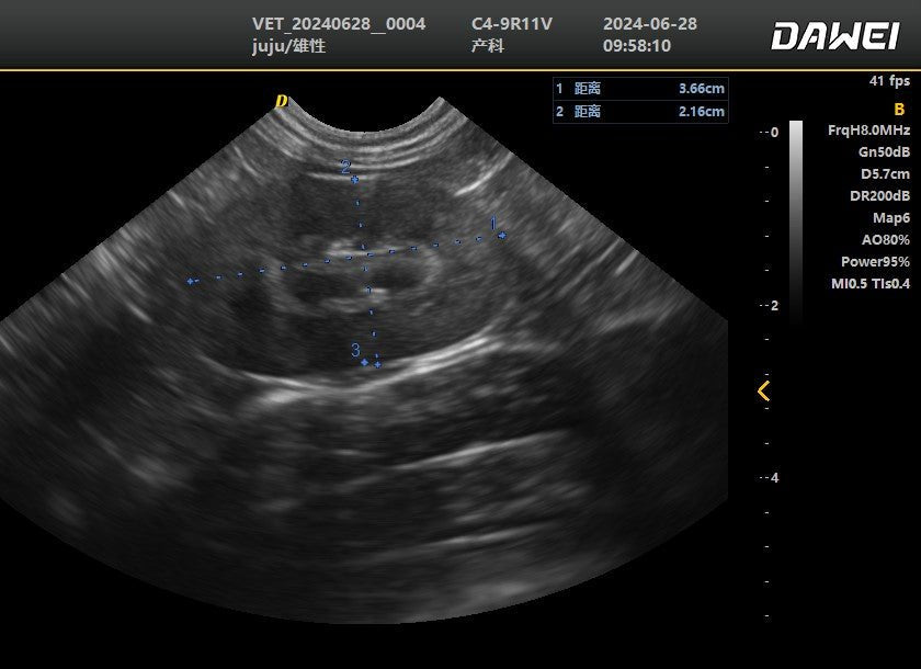 DWanimal Ultrasound Image of the Right Kidney of  a Cat - DWanimal