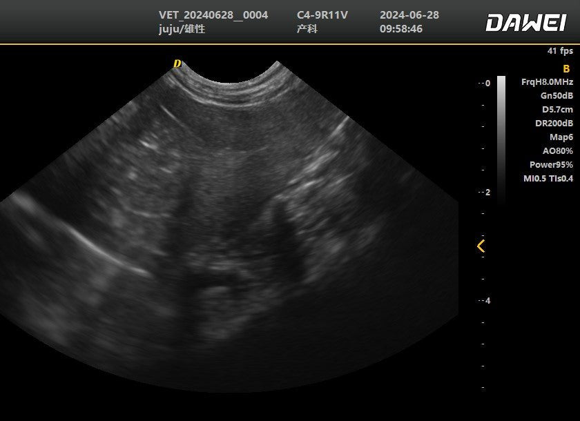 DWanimal Ultrasound Image of the Spleen Examination in Cat - DWanimal