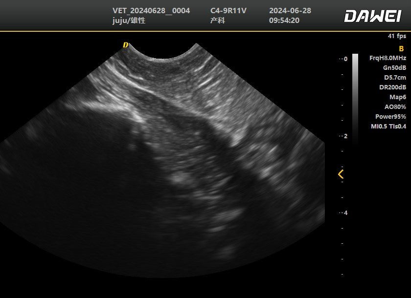 DWanimal Ultrasound Image of the Stomach of a Cat - DWanimal