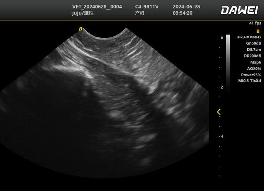 DWanimal Ultrasound Image of the Urethra of a Cat - DWanimal