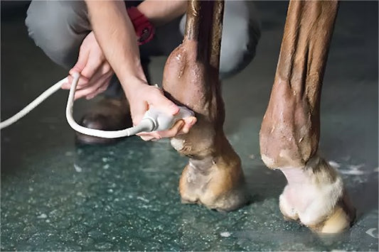 The Role of Ultrasound Examination in Equine Lameness Cases - DWanimal