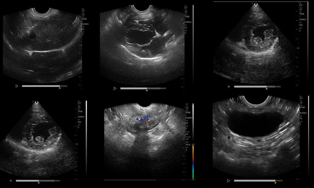 What will an abdominal ultrasound show in dogs - DWanimal