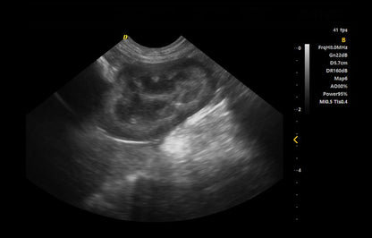 DWanimal F3 - VET Veterinary Color Doppler Ultrasound - DWanimal