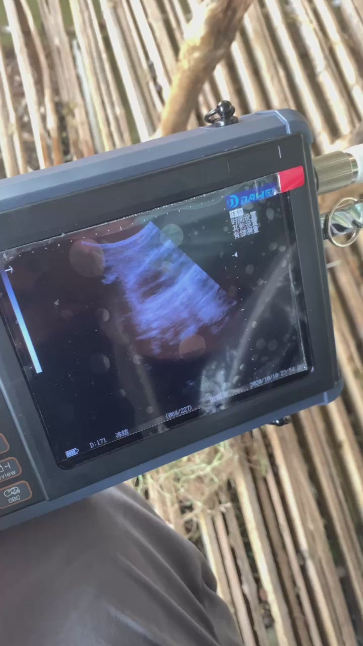 Load video: Ultrasound machine for goat