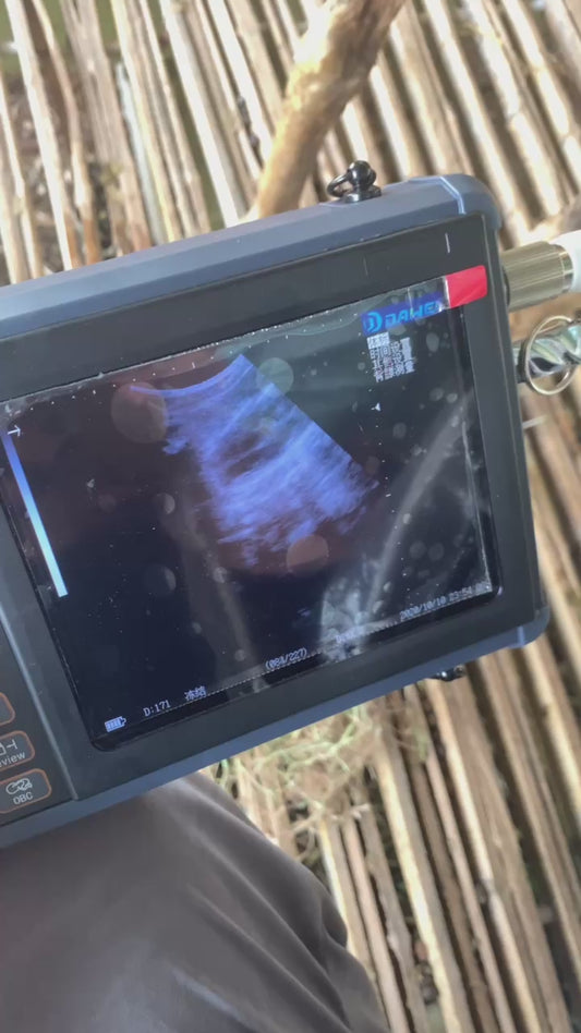 Best Goat Ultrasound Machine S1 with Convex probe