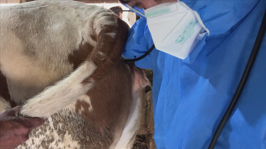 Load video: Ultrasound machine for cattle