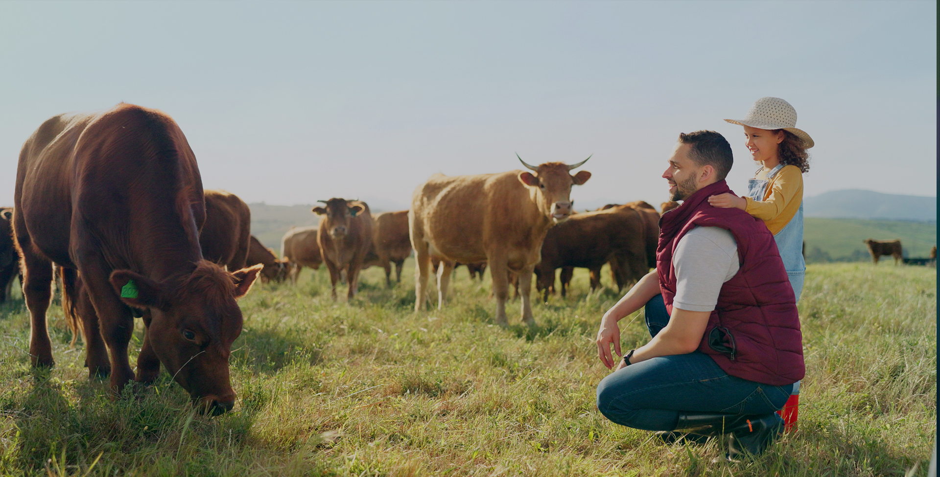 Livestock Ultrasound