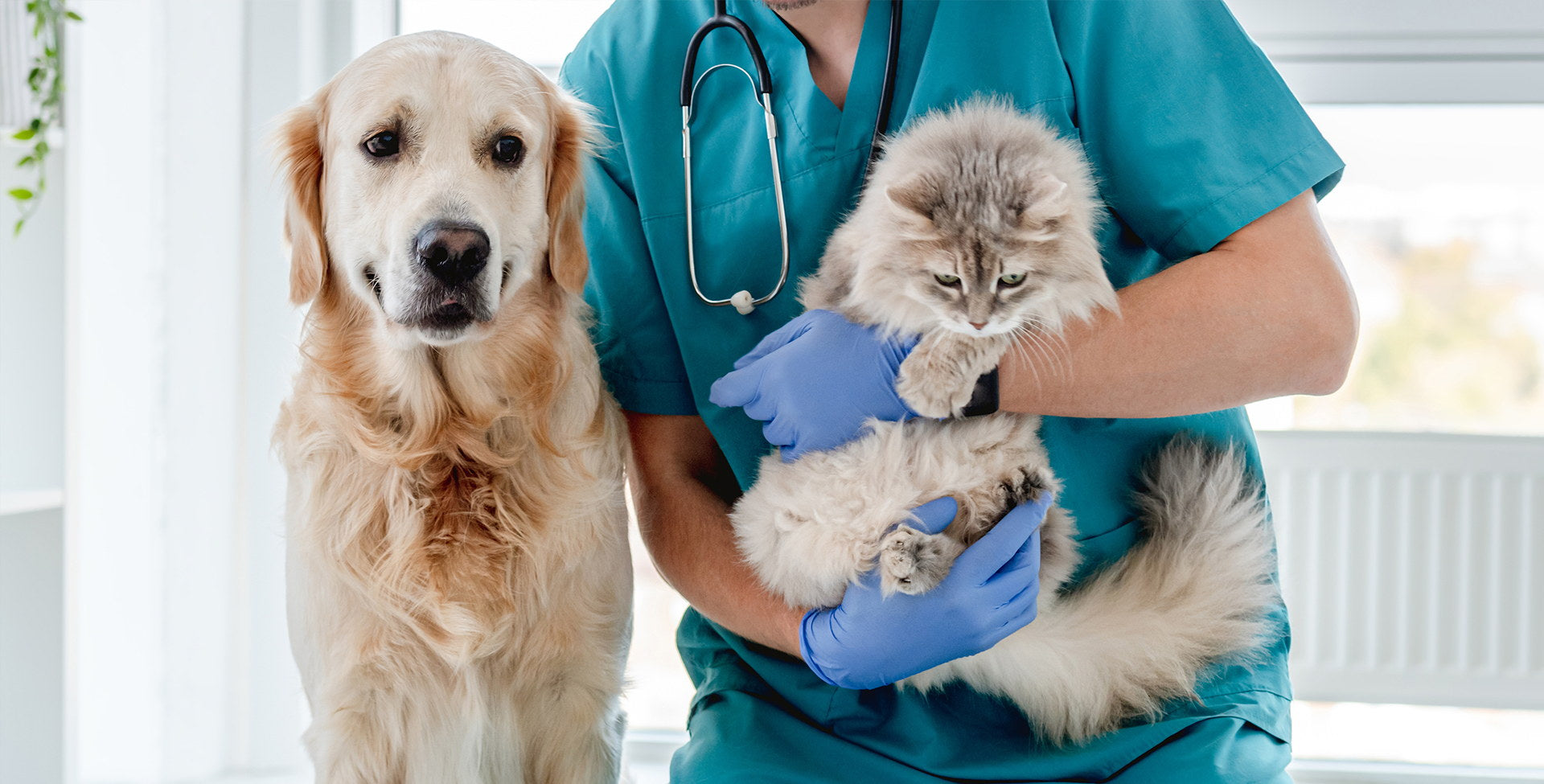 Pet Ultrasound