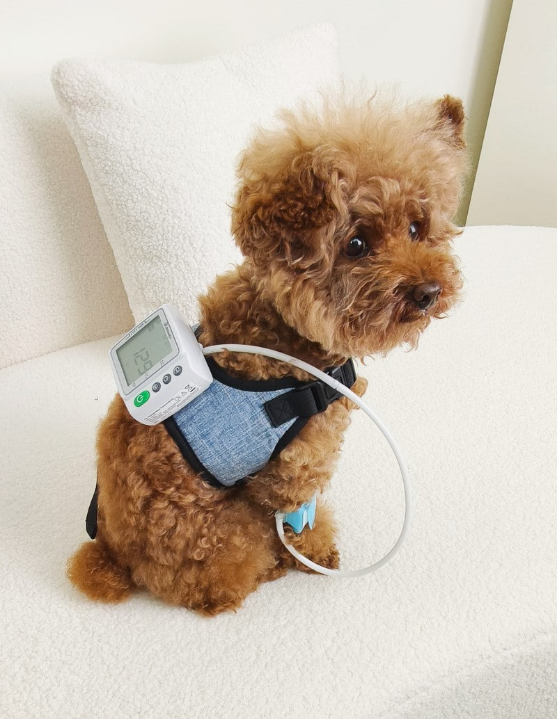 Juanmao using cuff size 2