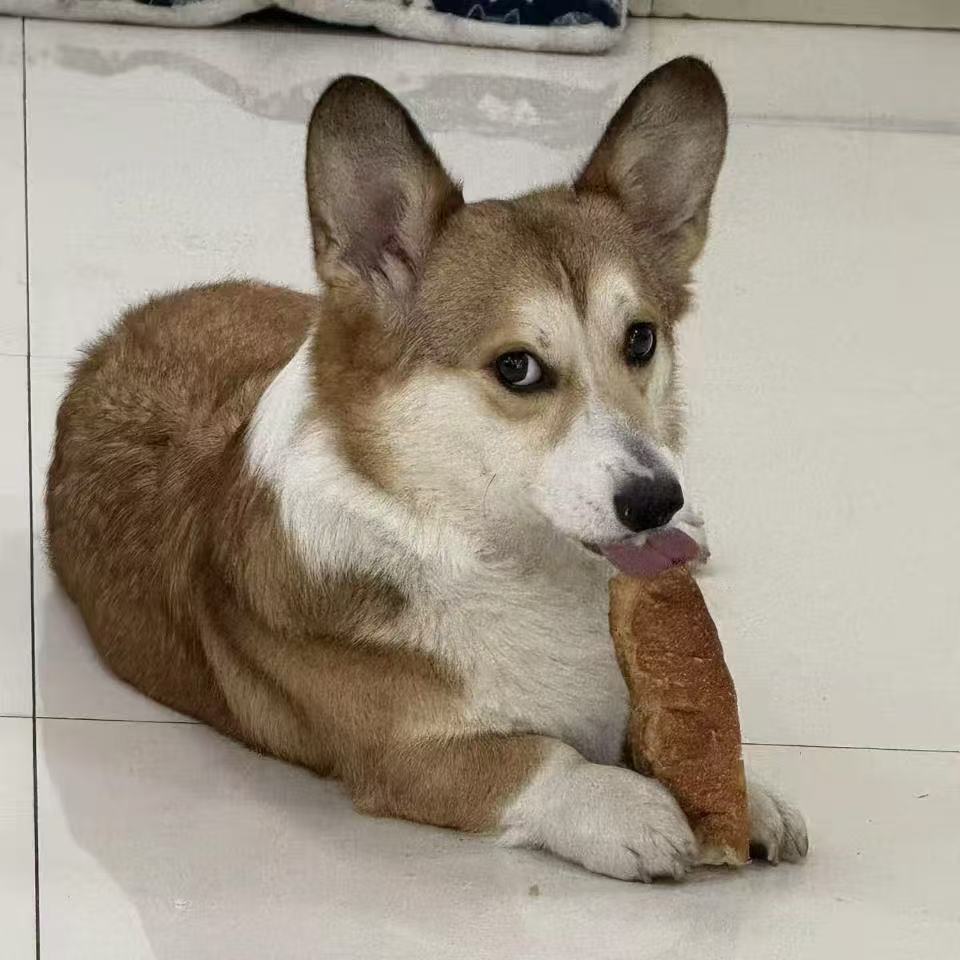 Mantou the Corgi